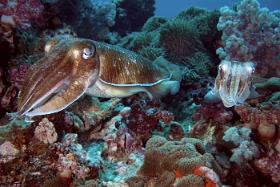 Birmanie - Mergui - 2018 - DSC03227 - Broadclub cuttlefish - Seiche - Sepia latimanus